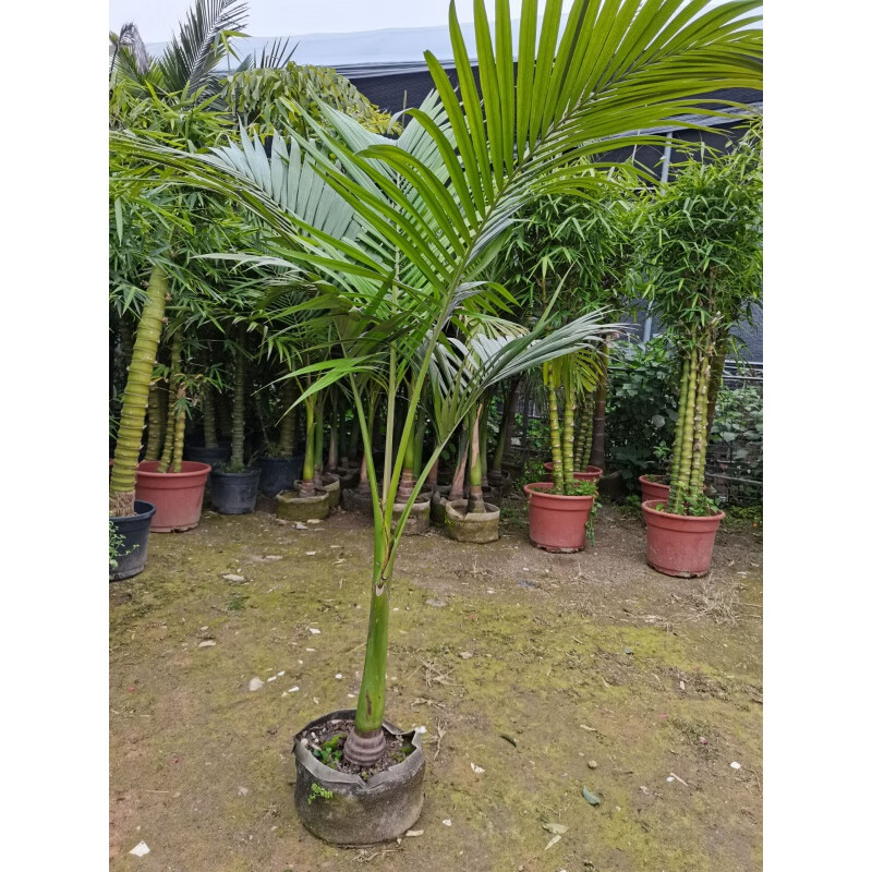醉春木假檳榔樹(shù)椰子樹(shù)盆栽熱帶北歐風(fēng)客廳室內(nèi)外大型植物好養(yǎng)綠植花卉 假檳榔盆栽高約2.2米 不含盆