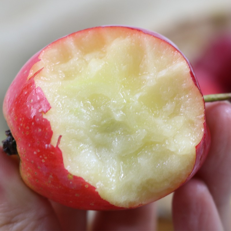 鲜姿麻脸鸡心果东北特产新鲜水果小苹果脆甜锦绣海棠新鲜孕妇水果礼盒 5斤精选【40-50枚】