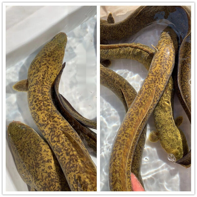 【好物推荐】鲜美惊鳗鱼活体新鲜活体河鳗溪鳗花鳗活体鳗鱼白鳝青鳗花