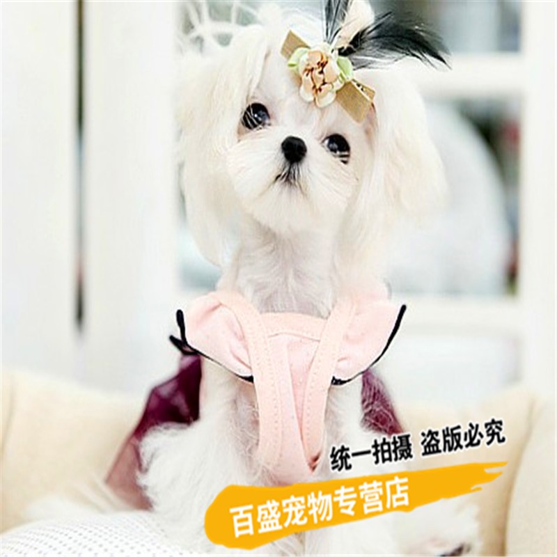 北京犬舍出售纯种马尔济斯犬 幼型小体马尔济斯 茶杯犬活体宠物狗狗