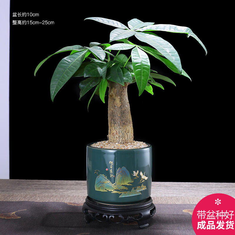 幼薇发财树盆栽招财树客厅好养易活室内绿植物办公室内桌面小盆景 发财树单棵+绿旭日东升盆+圆底盘 带盆栽好 京东折扣/优惠券