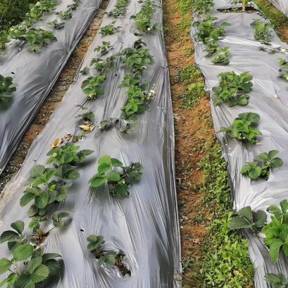 【精选】农用地膜黑色白色银黑双色地膜防草防虫草莓大棚地膜 11斤黑