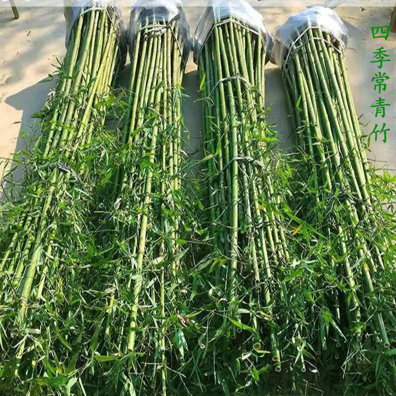 毛竹种苗竹子苗庭院紫竹苗青竹毛竹盆栽竹苗北方耐寒树苗四季植物地栽