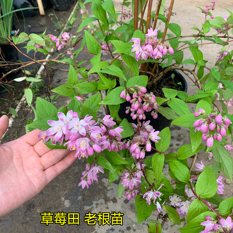庭院阳台多年生灌木植物花量大s 溲疏草莓田 直立型品种 2加仑 不含盆