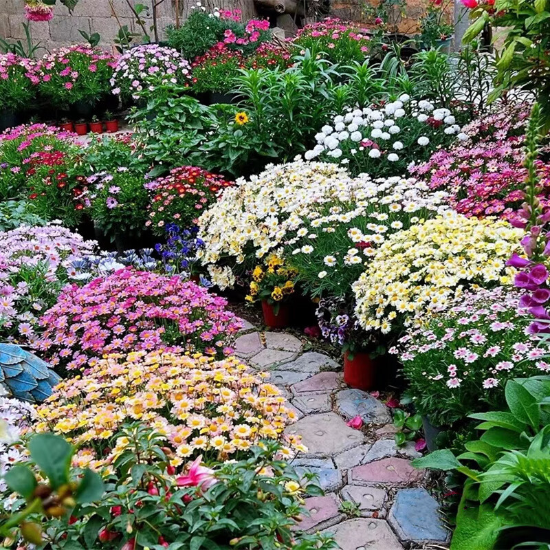 混色玛格丽特种子500粒 肥(买2宋