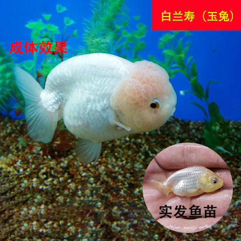 墨一兰寿金鱼活体冷水观赏鱼好养耐活 狮子头淡水小金鱼小型冷水鱼 5