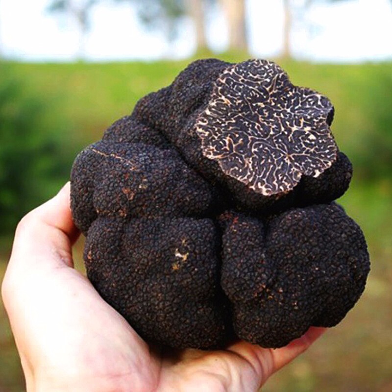 星云湖香格里拉野生黑松露猪拱菌礼盒装高黎贡山白松露米其林高端送礼 新鲜黑松露 直径4-6cm 净重500g