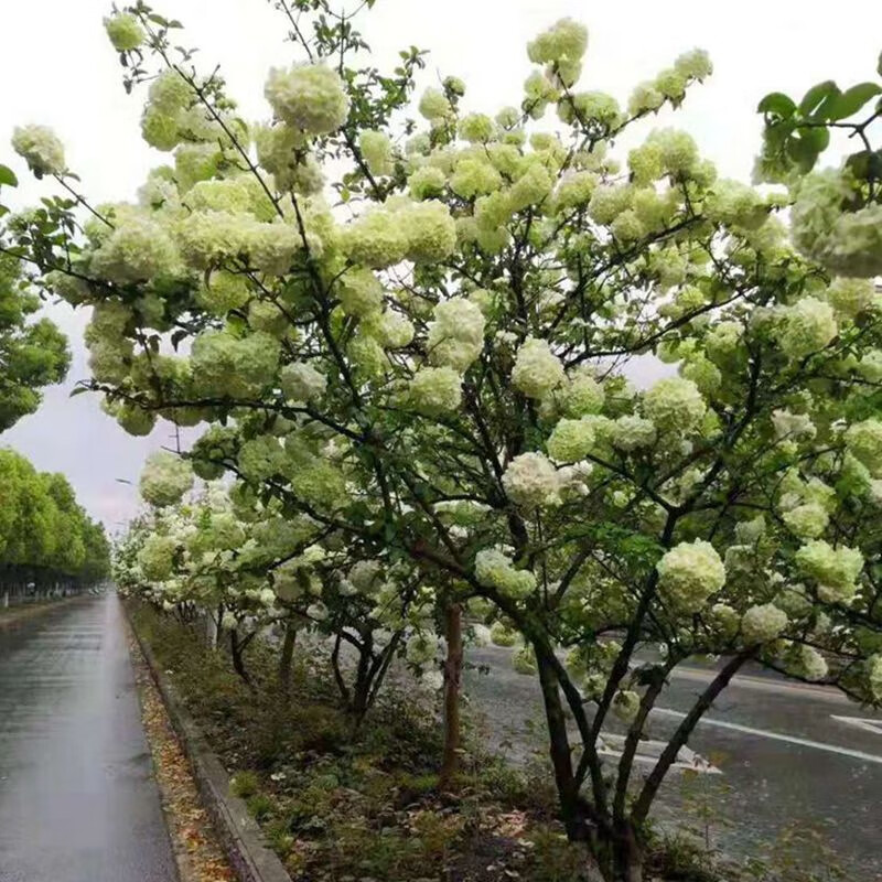 乔木花卉木本植物庭院树苗盆栽斗球马球天目琼花耐寒堂前屋后花园别墅