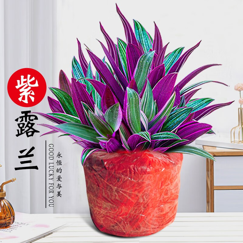 紫露兰盆栽油画吊兰花卉植物室内花好养净化空气四季常青观叶绿植 140