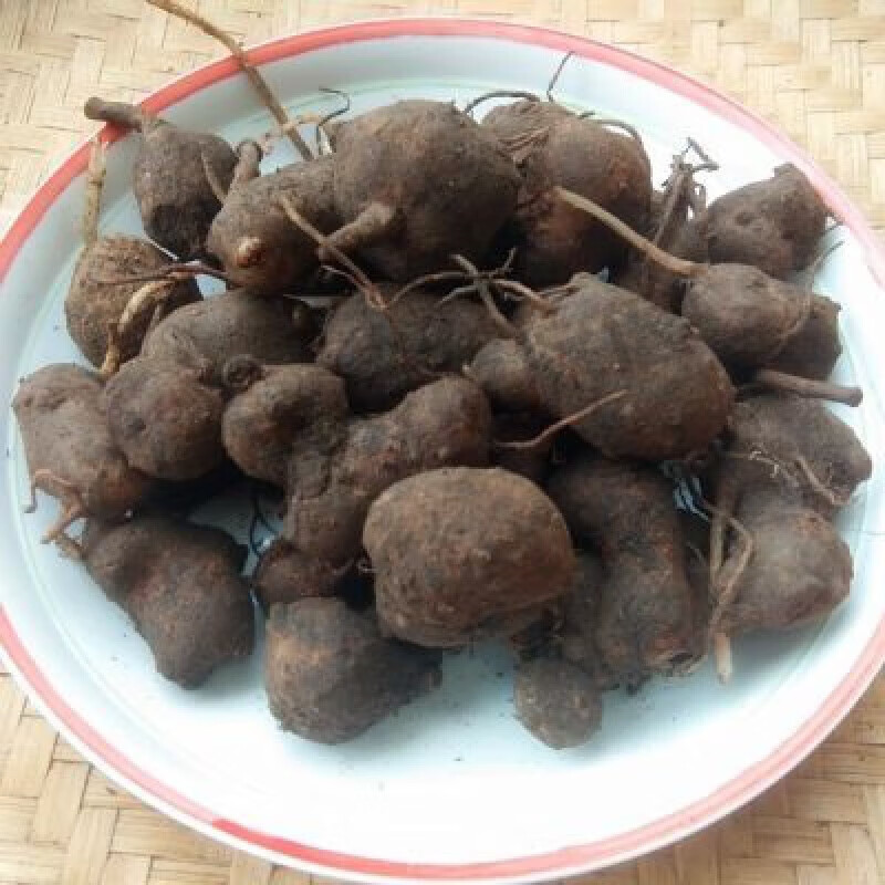 贵州新鲜万年巴 中草药材搜山虎万年趴山洋芋500克 500g