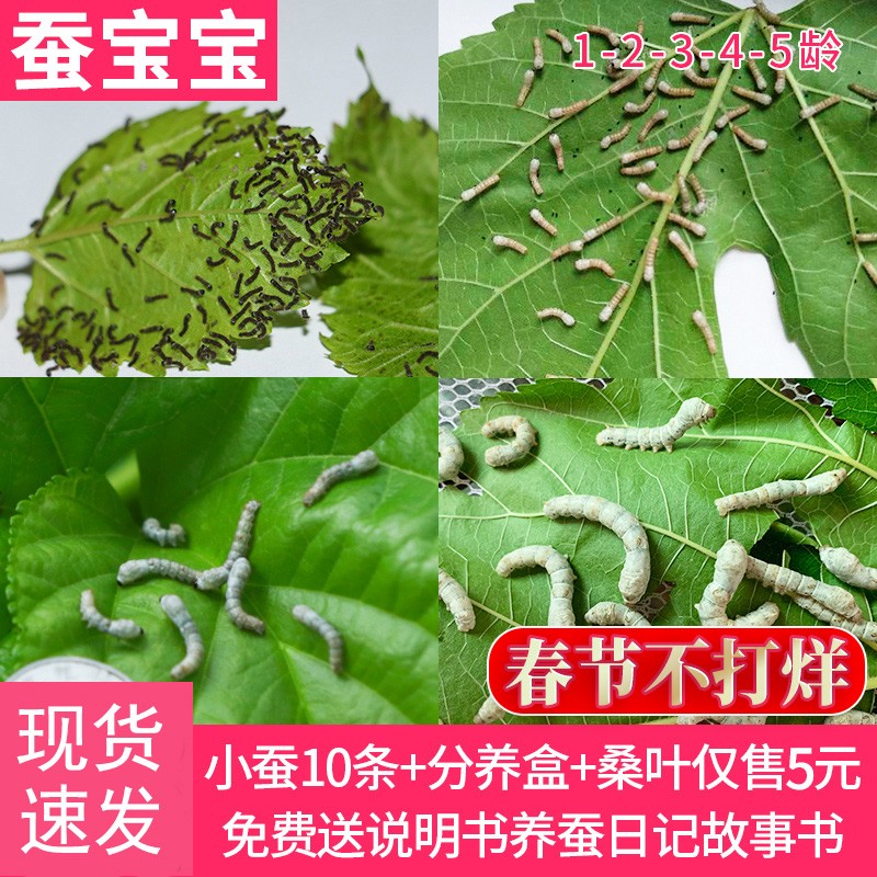 clcey蚕宝宝活体 养蚕套装春蚕幼虫活物儿童学生养蚕套装小蚕1龄234龄