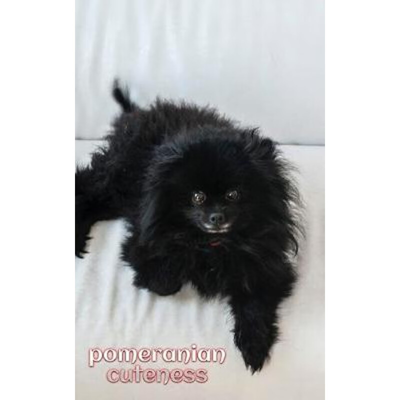 Pomeranian cuteness Journal