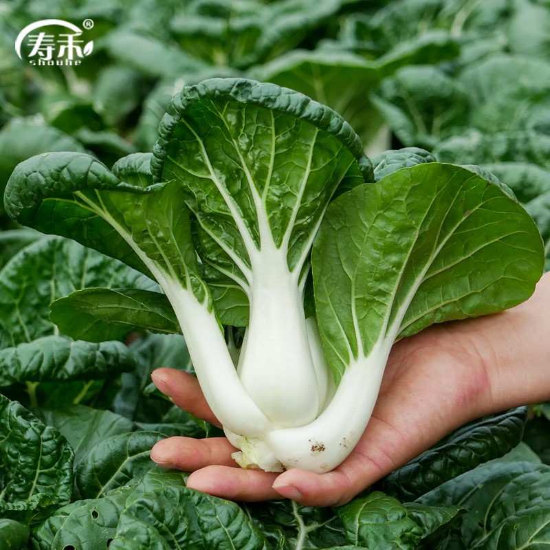 寿禾 小油菜种子青菜种籽春冬季蔬菜菜籽 寿禾妍白奶白菜种子20g