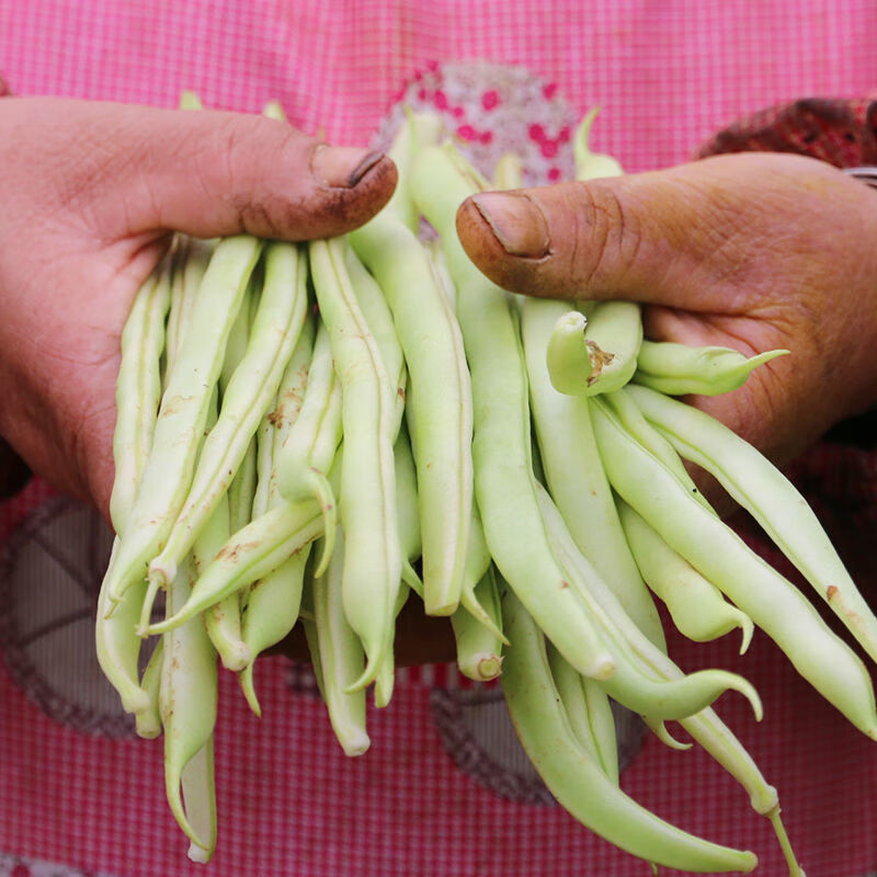 云南白不老芸豆角新鲜3斤5斤9斤四季豆扁豆老来少蔬菜长豆角 白不老3