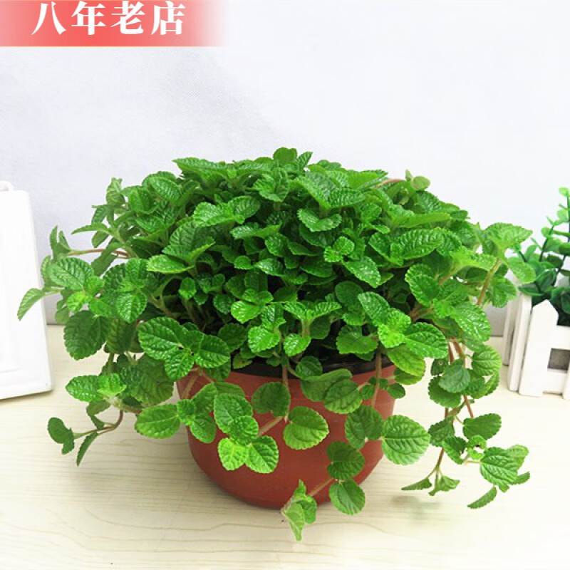 雅卉吸毒草盆栽花卉綠植盆栽吸毒草吊蘭室內(nèi) 吸毒草一盆 不含盆