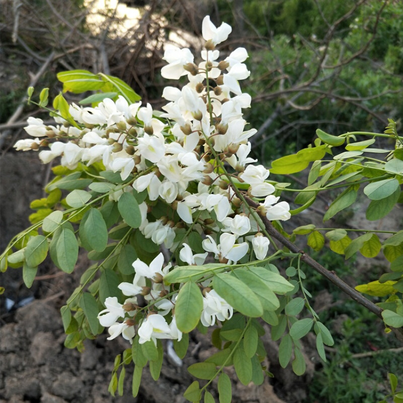 干洋槐花500g新鲜干品槐花刺槐花饼菜槐花饭国槐食用槐花茶槐树花