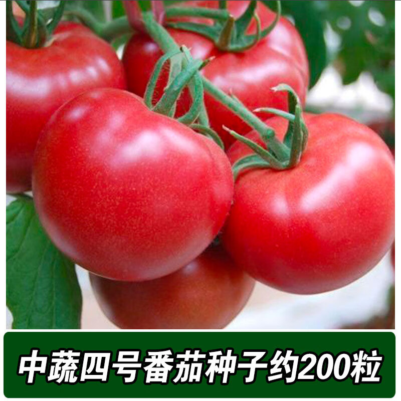 禾之润各种番茄种子大全大西红柿种籽珍珠圣女果小番茄紫东北铁皮柿子