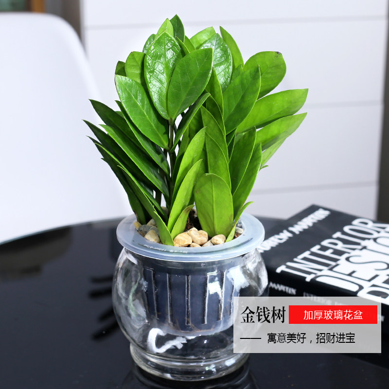 金钱树植物盆栽办公室净化空气绿植花卉盆栽鲜花观叶植物室内植物
