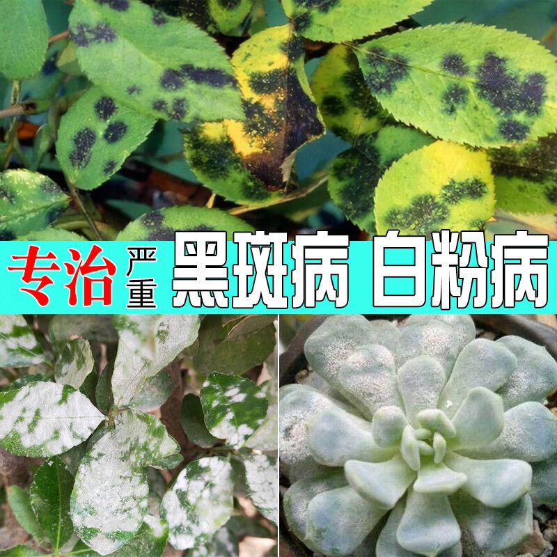 月季黑斑病专用药花卉蔷薇玫瑰兰花植物多肉盆栽果树蔬菜黄叶白粉多菌