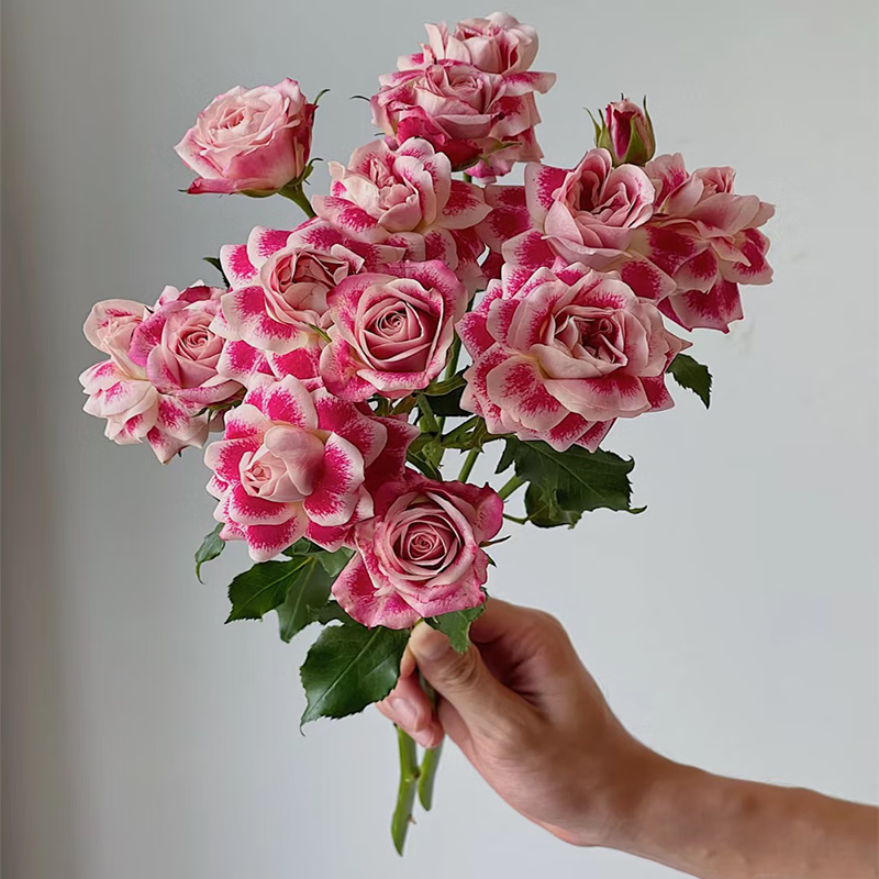 春天里肯尼亚进口玫瑰flinders lane 多头玫瑰 送女友送老婆 flinders