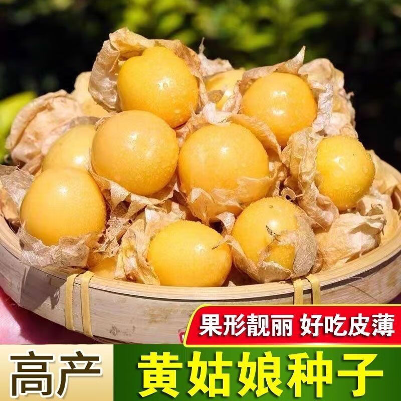 黄姑娘果种籽特大甜洋姑娘灯笼果四季水果种孑 黄姑娘种子(高产可口)