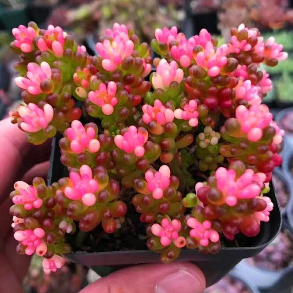 墨薰槿卡梵硕红心浆果群生多头彩色浆果锦多肉植物盆栽果酱肉肉绿植