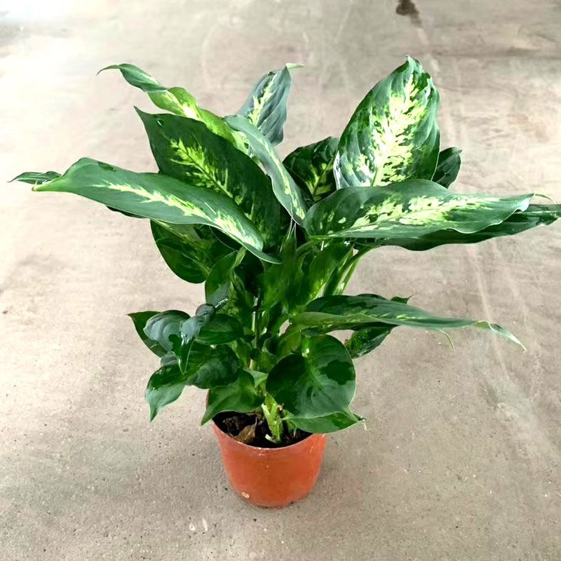 植物室内盆栽花文竹办公桌面阳台小绿植香水室内居家绿色 银皇后一盆