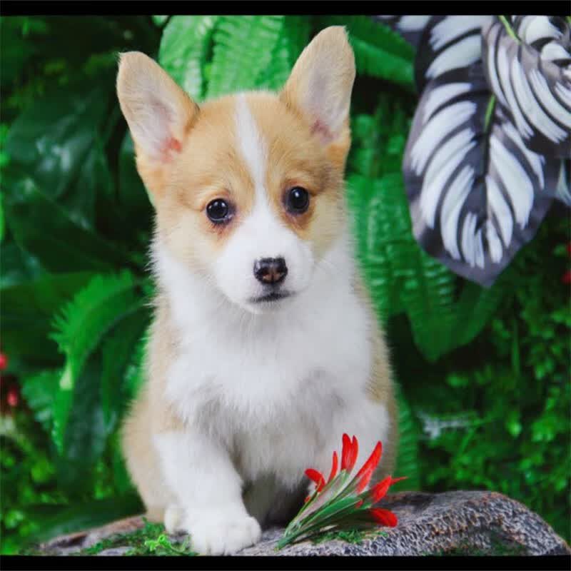 宁宠 柯基幼犬柯基犬宠物狗狗活体幼崽小狗活物真狗 宠物级使用感如何?