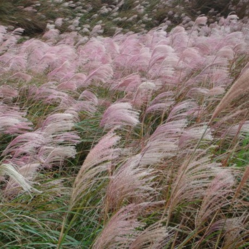 季种南方北方种植野草植物易种草籽护坡草草坪草种子 野芒草种子一斤