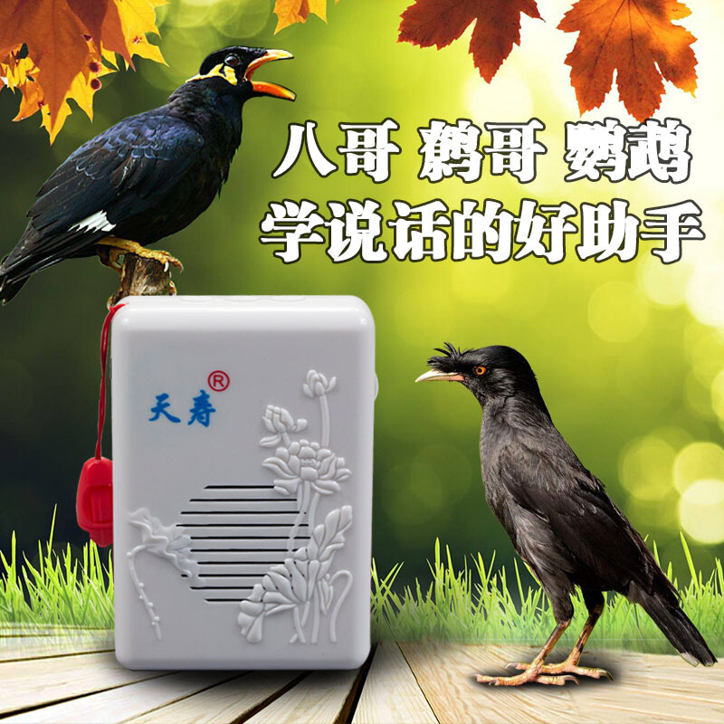 倍炫八哥鸟鹩哥鸟用鹦鹉学话机鸟学说话机播放器训鸟复读机小鸟 复读