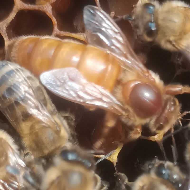 意蜂蜂王 意蜂蜜型高产蜂王 意蜂王种王意蜂蜂王新 产卵生 生产王 黄金意开产15天内新王 金色属于什么档次？