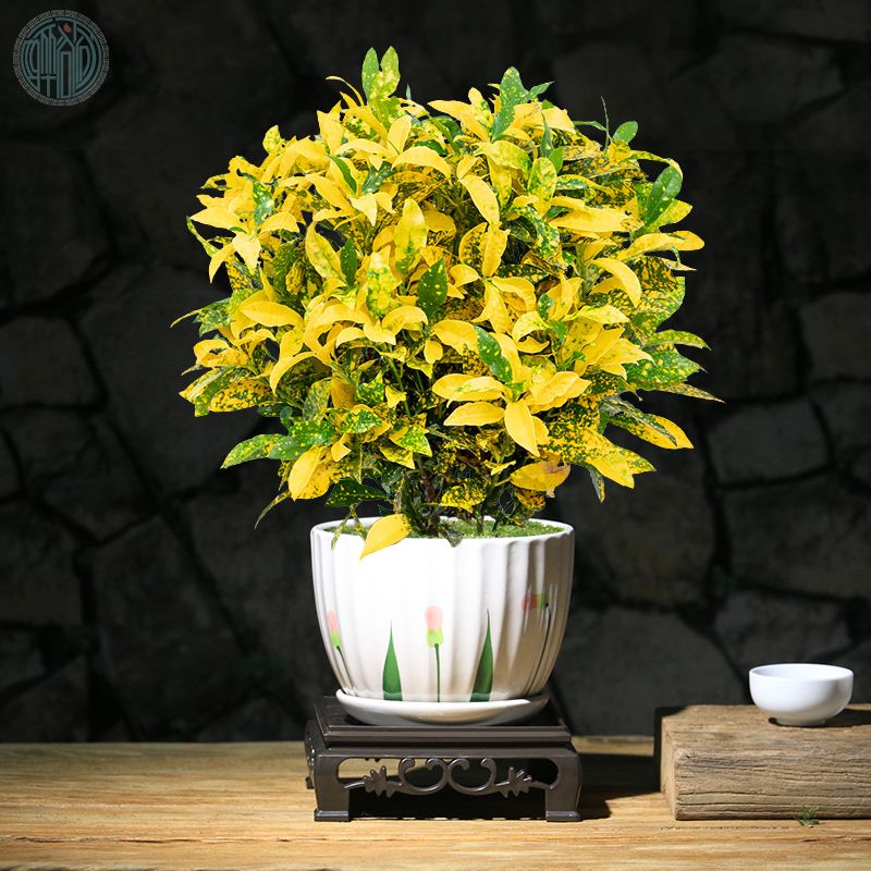 焱然黄金万两高档变叶木办公室客厅绿植招财树洒金榕盆栽植物阳台好养