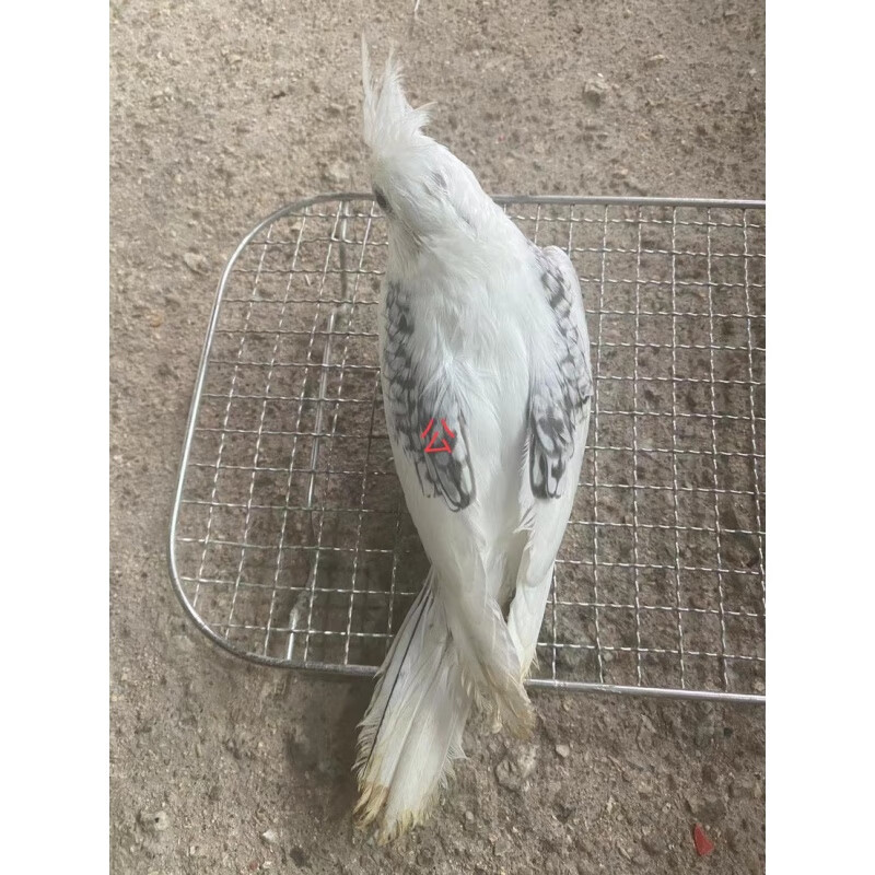 特色手养玄凤雏鸟亲人可上手白脸高趴白脸百趴金冠高趴金冠百趴 白脸