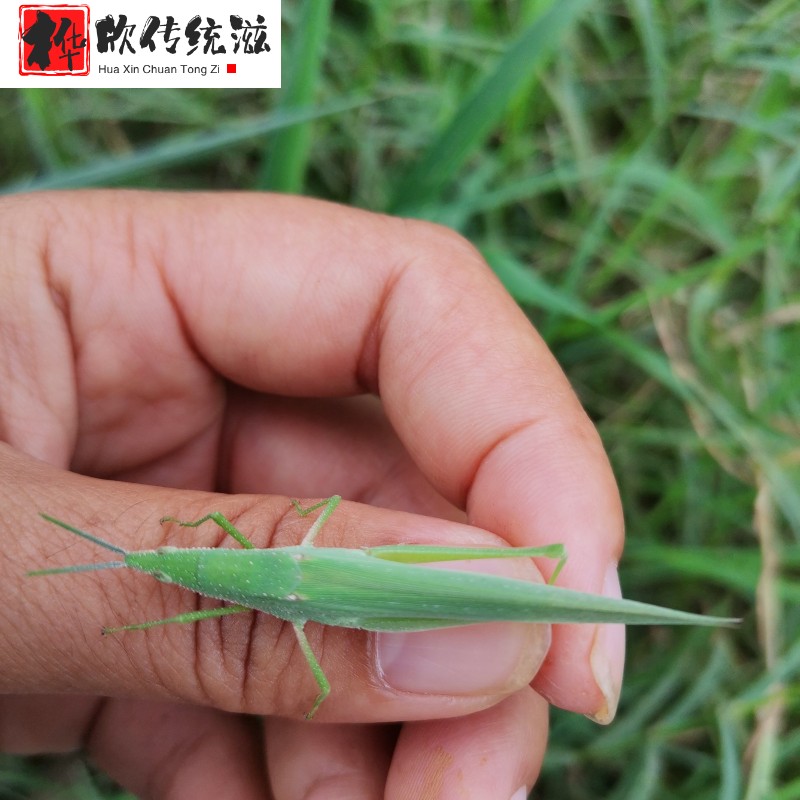 伟博中华剑角蝗大尖头绿蚂蚱短额负蝗活体儿童玩具 爬虫宠物 昆虫活物