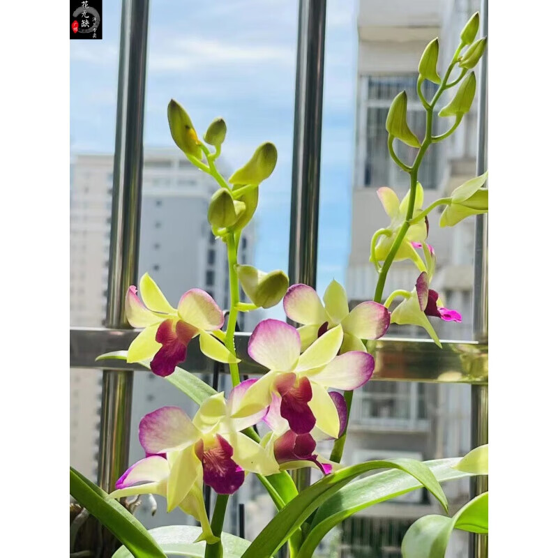 醉春木秋石斛— 贵妃 静夜 中大花 渐变色  带花