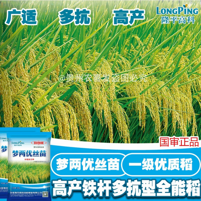 嘉瑰稳产优丝苗谷种稳产杂交水稻种子超抗倒抗病耐热稳产米质好饭增产