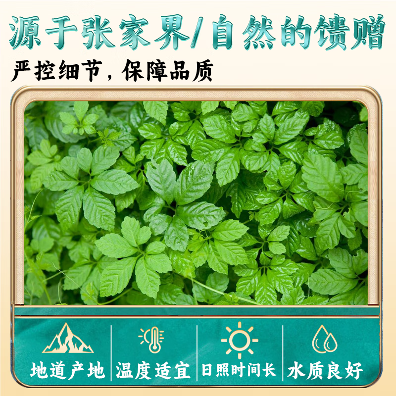 仁和正品绞股蓝茶泡水喝正宗精品无添加干净无杂七叶茶 50g*2罐