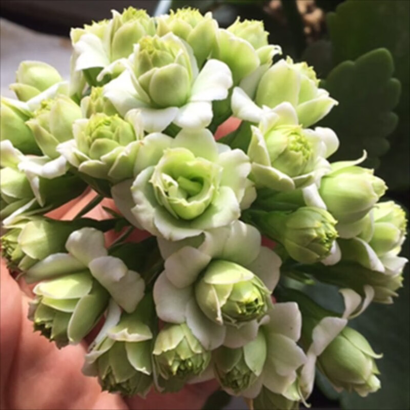 中梦长寿花盆栽重瓣金狐狸大花带花苞花苗室内开花的花卉植物 绿巴黎