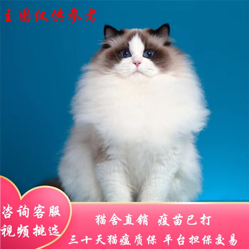 桓瑞宠物纯种布偶猫幼猫海豹双蓝颜重点色仙女猫猫宠物猫咪活体猫舍直销 宠物级 宠物级A款 公属于什么档次？