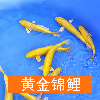 日本红白锦鲤丹顶鱼大正小苗三色冷水鱼小锦鲤鱼 黄金锦鲤 22-25cm1条