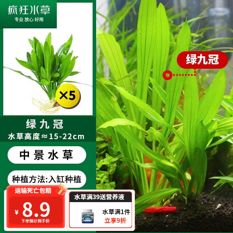 疯狂水草水草活体鱼缸造景植物套餐懒人绿植蜈蚣草莫斯水下叶 新手推荐-绿九冠（5颗）属于什么档次？