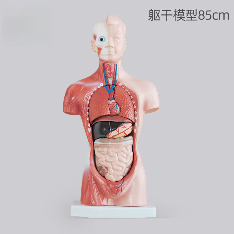 人体部位骨骼模型腹部位骨骼模型 医用骨骼模型教学模型 模型躯干模型