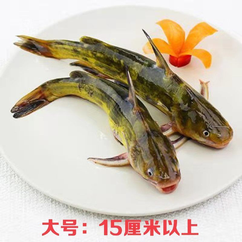 【渔已以鱼】黄骨鱼现杀黄辣丁昂刺鱼新鲜黄丫头黄颡鱼 大号一条15-20