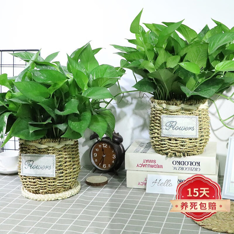 编织盆盆栽办公室吸除甲醛植物大叶长藤吊兰花卉绿植绿箩 绿萝 编织盆