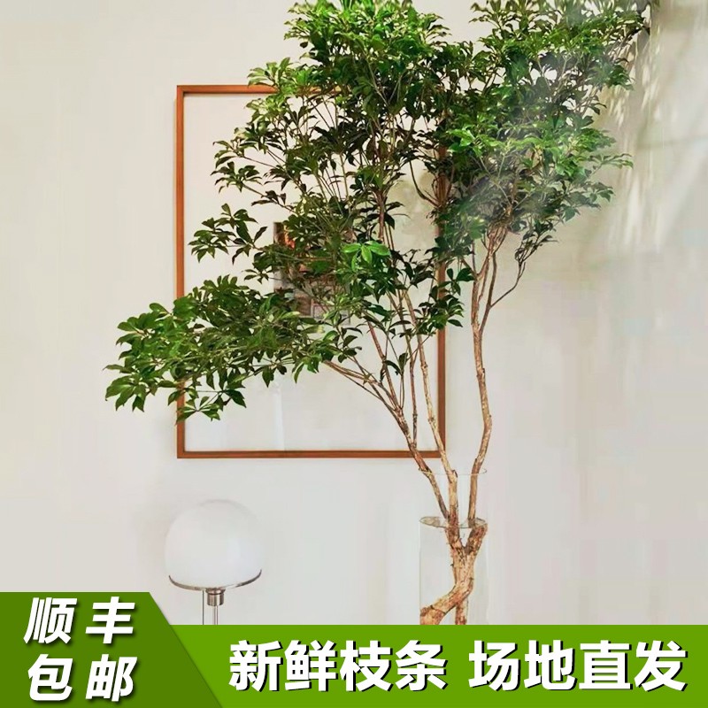 精选马醉木懒人水培植物鲜切枝吊钟枝条北欧风室内客厅装饰绿植 精品