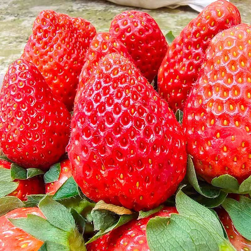 四川大凉山草莓 新鲜水果甜奶油草莓红颜99 生鲜鲜果礼盒送礼整箱 带箱3斤【净重2.5斤】中果