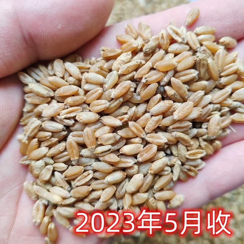 小麦粒喂鸡饲料 喂鸽子 喂鸟 2023年5月收割 50斤高性价比高么？