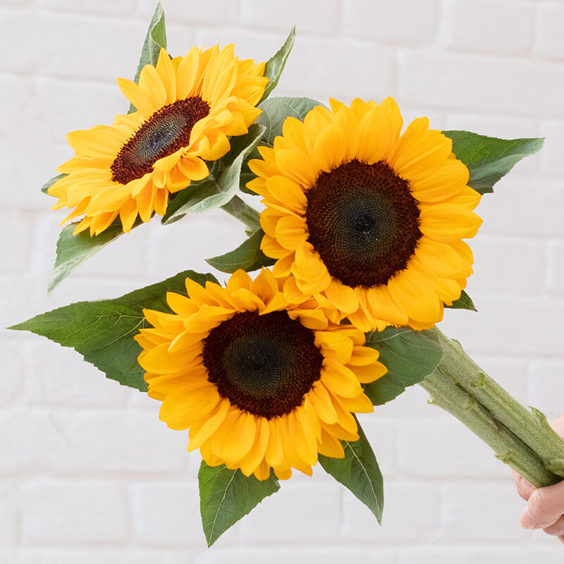 钟爱钟爱向日葵5枝 向日葵3枝