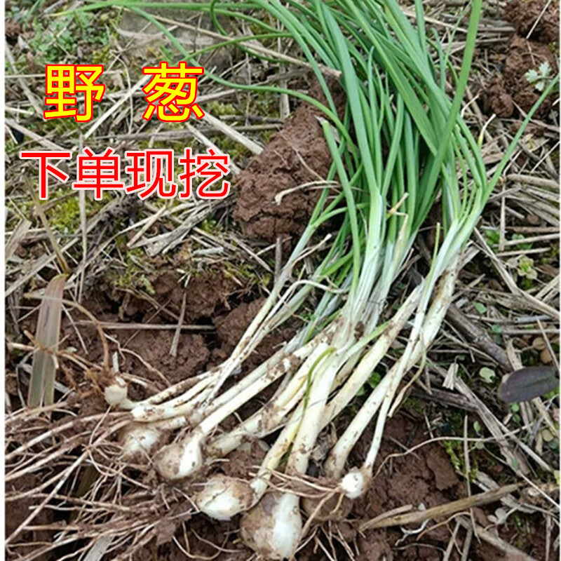 颜曼箐发顺丰农村野菜胡葱现挖现发新鲜小野葱沙葱野菜薤白野生藠头