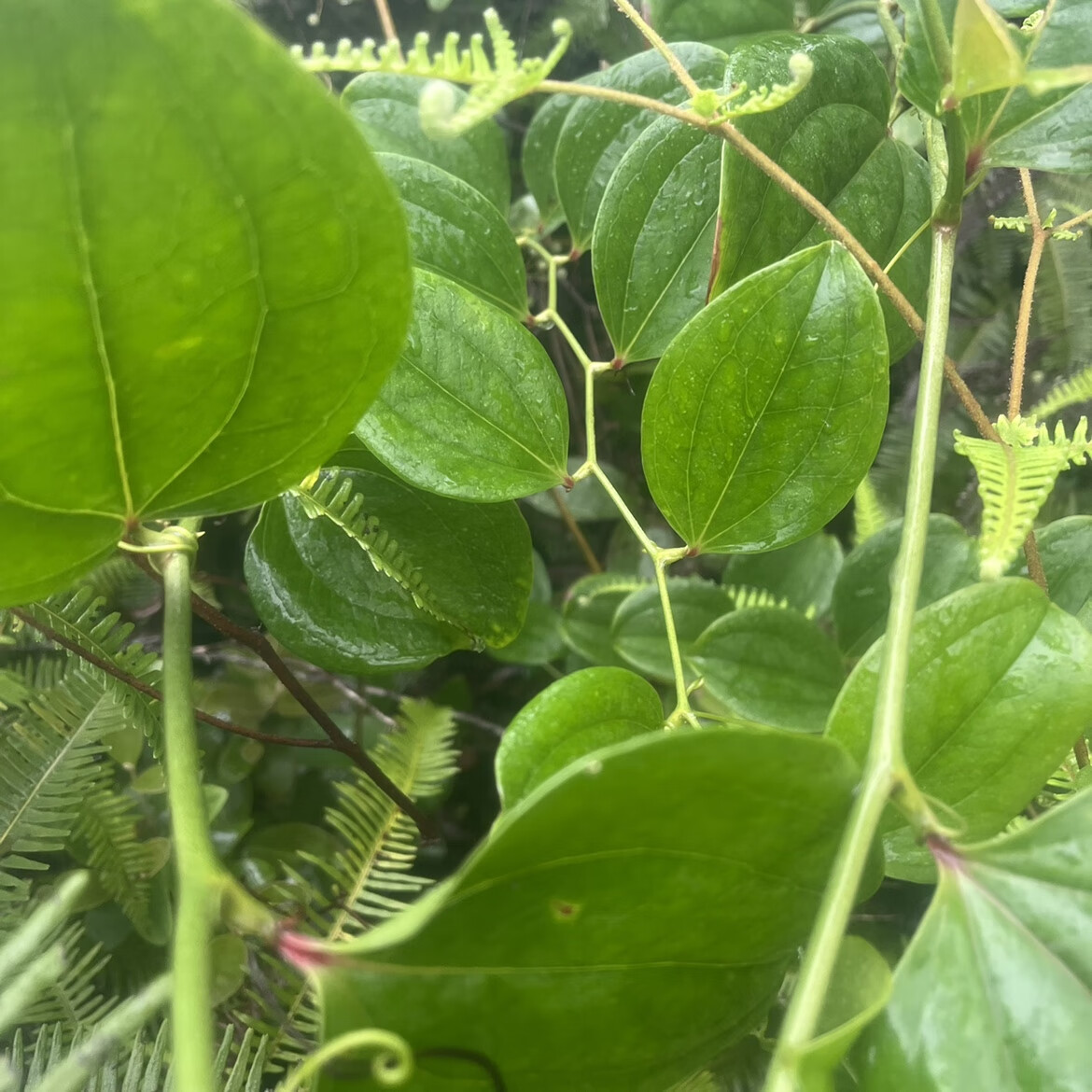 伴悦行现挖野生新鲜金刚藤根老根头 菝葜根叶 拔契 马甲簕 金刚刺中